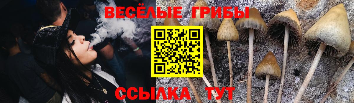 Кимовск  купить наркотик  Вход с VPN  Псилоцибиновые грибы GOLDEN TEACHER 